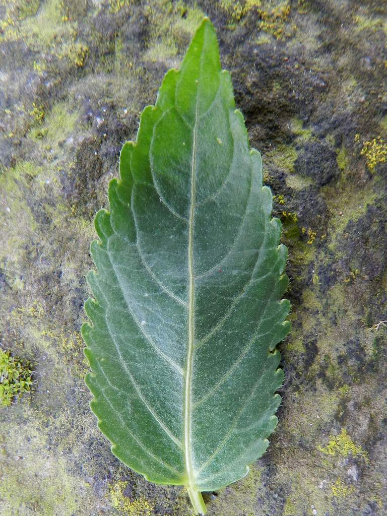 Lido di Venezia : Mercurialis annua